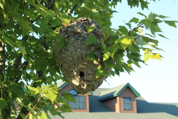 Hornets nest in a tree 