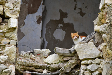 Stray cat resting in the ruins of a collapsed house.