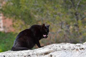 Stray black cat resting on top of a wall.