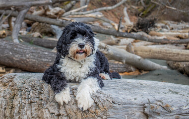 black and white dog on a driftwood covered beach on Vancouver Island, Canada