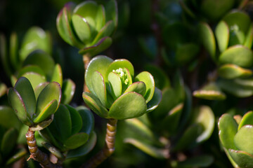 selectively illuminated bud of Crassula ovata commonly known as Jade plant, lucky plant or money tree close-up.floral background.selective focus.