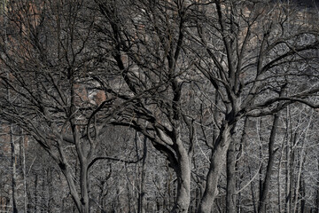 A Forest after a Wildfire