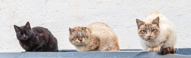 Stray cats resting on the lid of a garbage can. © Agustin