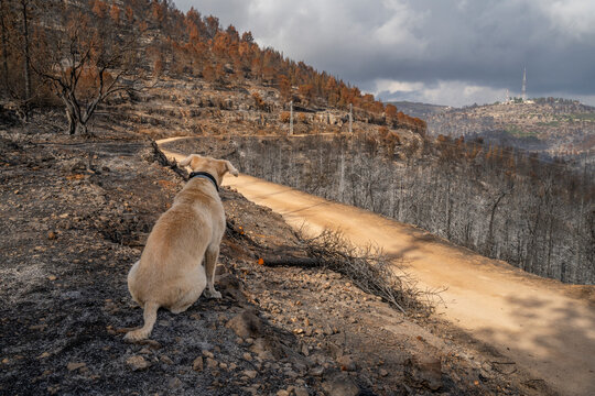 A Dog Looking at a Forest after a Wildfire