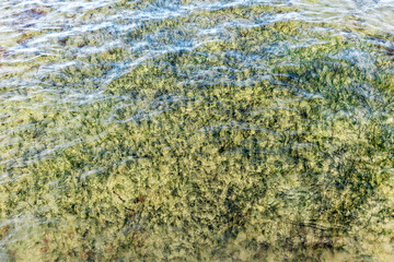 Meerpflanzen unter Wasser