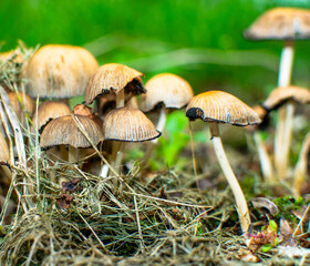 mushroom family, mushroom rash on the autumn meadow
