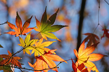 Colourful autumn leaves of the Japanese maple.