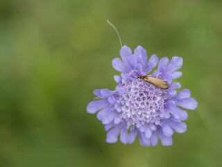 Brassy Long-horn Moth on Field Scabious Head