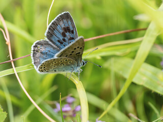 Large Blue Butterfly in a Wild Flower Meadow at Green Down, Somerset.