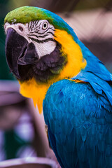 Blue and Yellow Macaw