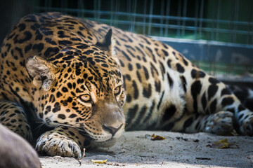 The jaguar (Panthera onca) in the zoo © Alexandre Fabbrini