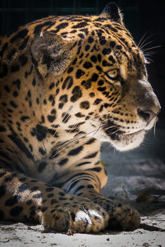 The jaguar (Panthera onca) in the zoo