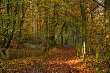 Le "tapis rouge" lors de la chute des feuilles en forêt de Soignes en automne à Auderghem