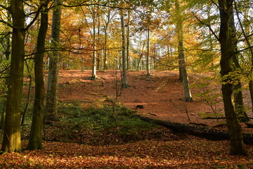 Le "tapis rouge" lors de la chute des feuilles en forêt de Soignes en automne à Auderghem
