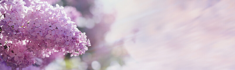 Branch of blossoming Syringa vulgaris, the lilac or common lilac. Springtime landscape with bunch of violet flowers. Horizontal banner with copy blurred space for text