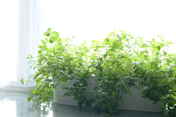 Mint in a pot on a white background. Lemon balm (Melissa officinalis) plant in a white pot in the sunshine on table or windowsill. Common balm, balm mint