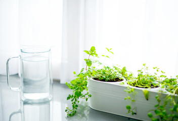 lemon Melissa (Melissa) in a flower pot on the kitchen table, interior in light colors, Scandinavian style, home garden in the kitchen, still life 