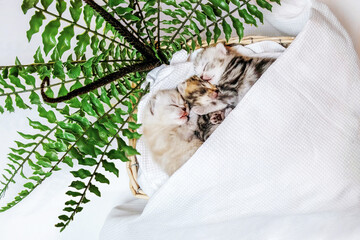 Little kittens sleep in a basket. Kittens are isolated on a white background near the fern in a basket. Three kittens sleep side by side with their paws up.