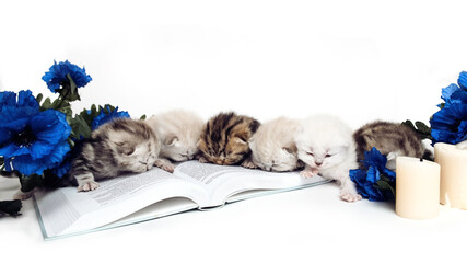 Scottish kittens isolated on a white background among blue flowers sit on a book. Kittens with a book.