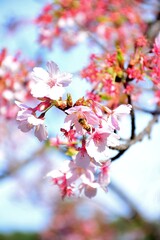 pink cherry blossom