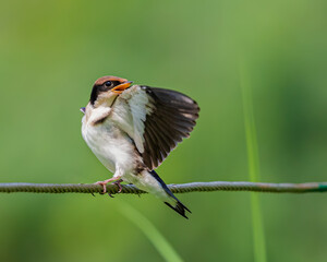 Wire Tail Swallow Juvenile in style