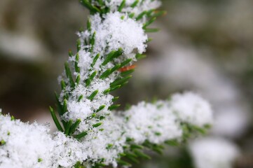 Close up of spruce (Picea abies) needles in fresh snow