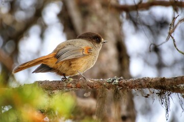 Curious Siberian jay (Perisoreus infaustus) sitting on a twig