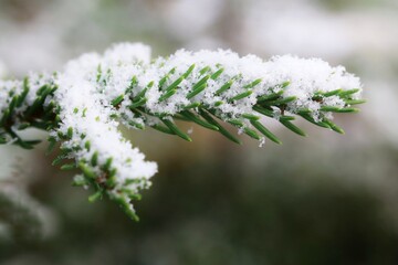Close up of spruce (Picea abies) needles in fresh snow