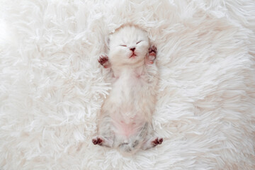 Isolated on a white fluffy blanket, the kitten is sleeping and lying upside down. Small white kitten. Scottish kitten at the age of 3 weeks.