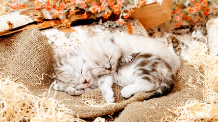 The kitten is asleep hugging another. Kitten in a natural environment. Kitten among linen fabric,...