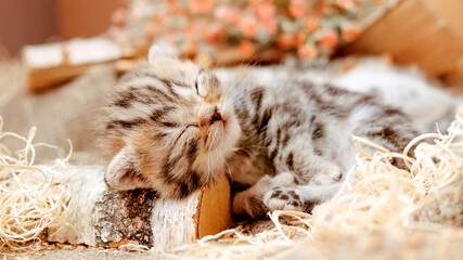 The kitten is sleeping on a piece of wood. Kittens in the first month of life. Kitten among linen...