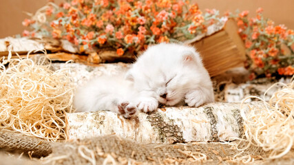 The kitten is sleeping on a piece of wood. Kittens in the first month of life. Kitten among linen fabric, flowers and wood.