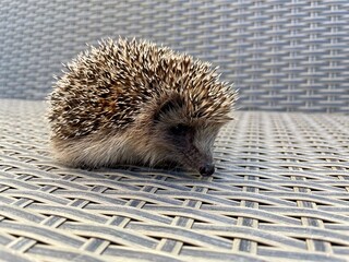 hedgehog