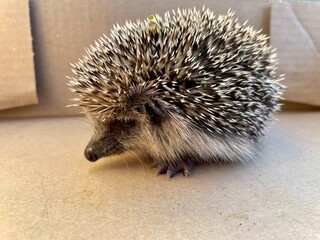 hedgehog in the grass