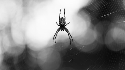 monochrome photo. horror, halloween. Araneus Diadematus, a European garden spider or crusader spider, sits on a web. background, with selective focus. they can be found in forests and gardens, closeup