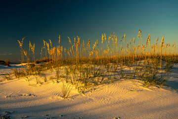 Sand Dune and sea oats