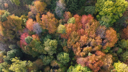 Naklejka na ściany i meble autunno colori alberi paesaggio natura 