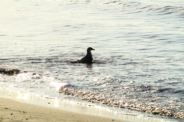 Seagull on the shore in the morning