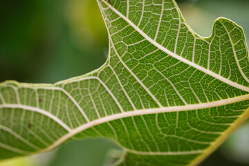 Macro shot of fig leaf, vibrant green color