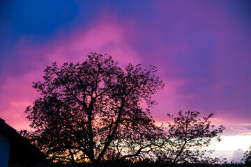 Fototapeta na wymiar Violet corona around a mighty walnut tree - a light rain shower during the sunset led to this play of colors in the evening sky.