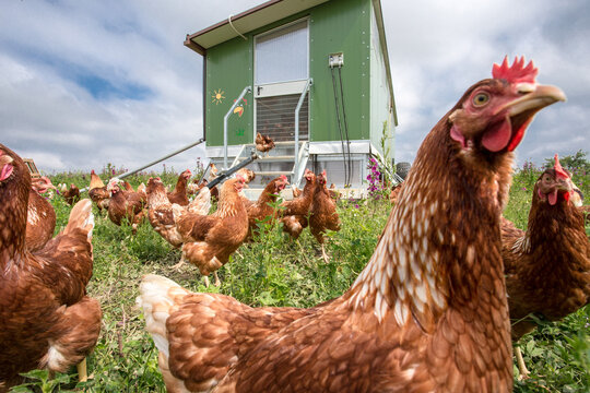 Brown chicken in front of their mobile stable.