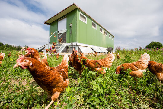 Brown chicken in front of their mobile stable.