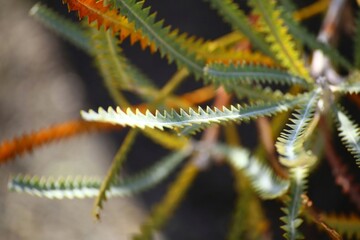 Obraz na płótnie Canvas Serrate leaves of the australian plant Banksia candolleana