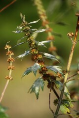 Leonurus cardiaca, also known as motherwort, a traditional medicinal herb