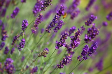 Purple lavender blossoms in late summer sunlight