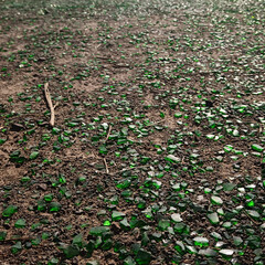 Many glass shards lying on the ground