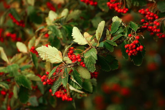 Ripe berries of the Swedish whitebeam (Sorbus intermedia)