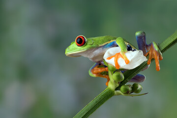 Red-eyed tree frogs  perched on a tree branch