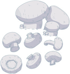 Hand drawn vector champignon mushrooms colored