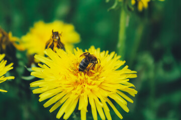 a bee on a dandelion